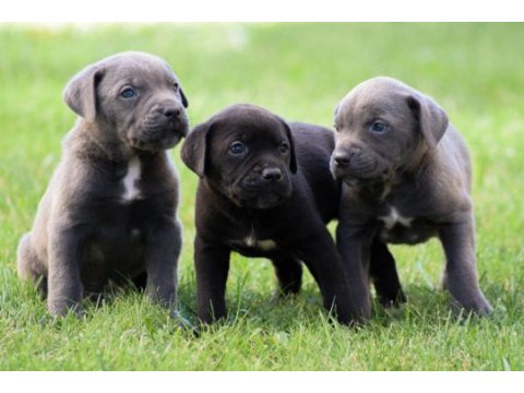 Heybetli üst kalite cane corso yavrular