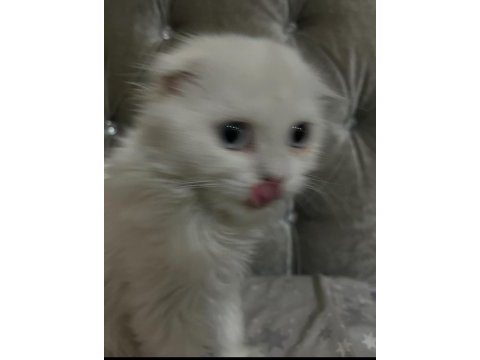 3 aylık scottish fold kızımıza yuva