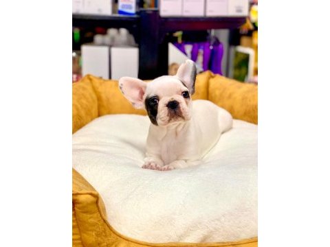 Eşsiz güzellikte orjinal safkan french bulldog yavrular