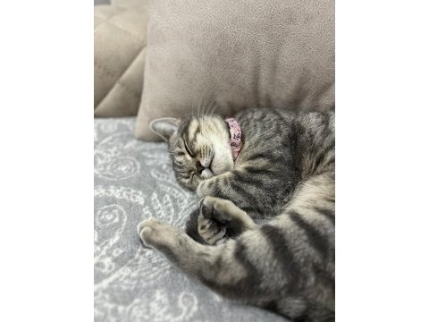 Güzel british shorthair kızıma yuva arıyorum