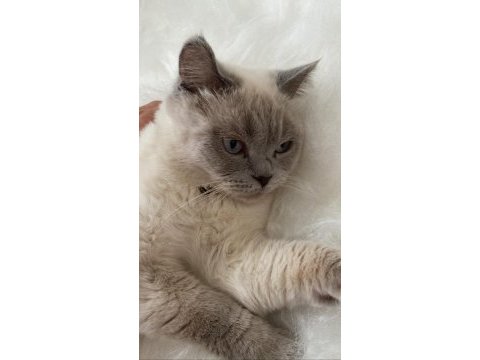 Blue point scottish fold
