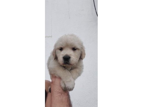 Golden retriever bebekler