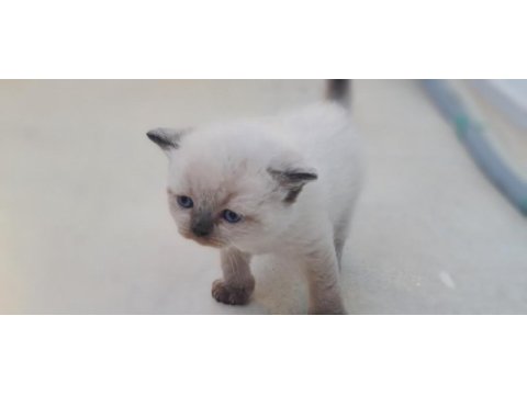 Mavi boncuklarım british shorthair