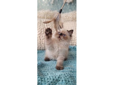 Mini maviş kedimiz
