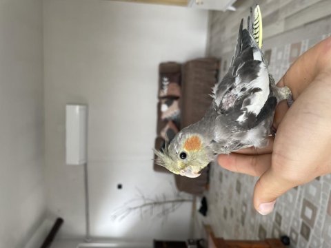 3 aylık el beslemesi ele alışık sultan papağanlar