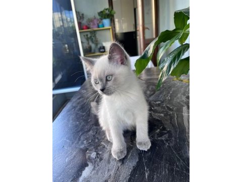 British shorthair oğluma yuva arıyorum