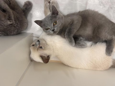 British shorthair 22 nisan doğumlu
