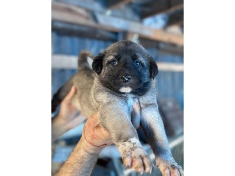 Kara boğa yavru köpekler için