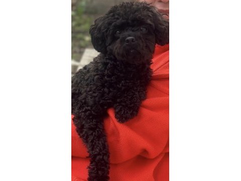 2.5 yaşında dişi poodle