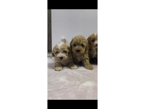 Maltipoo bebekleri