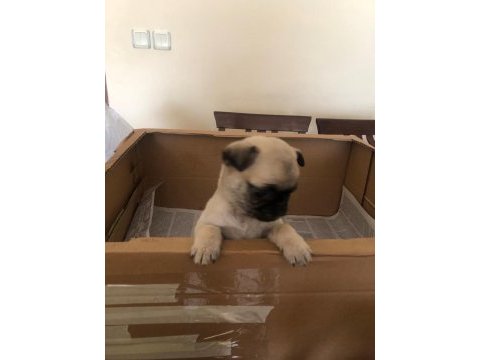 Dişi pug