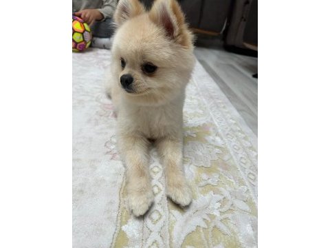 15 aylık erkek pomeranian boo