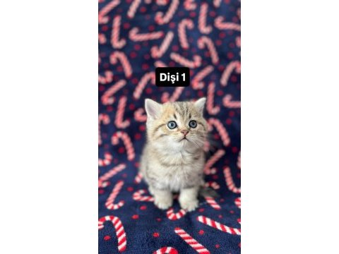 5 adet british shorthair yavrularımız