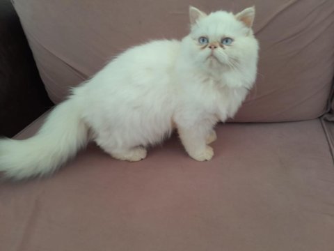 Kar beyaz prens iran kedisi