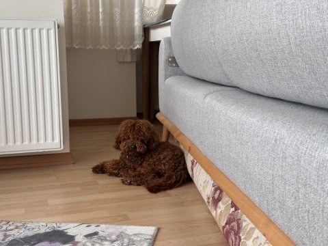 Orijinal toy poodle bebekler