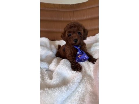 Irk ve sağlık garantili kore poodle bebekler