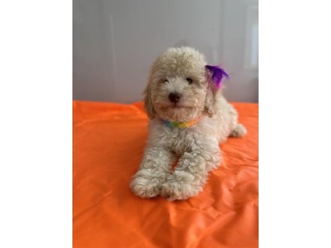 Toy poodle köpeği