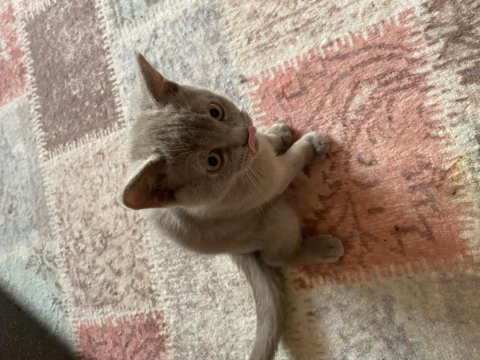 Yavru british shorthair