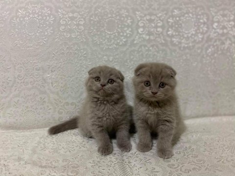 Safkan biblo güzelliğinde scottish fold