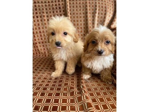 Tatlı maltipoo minikler