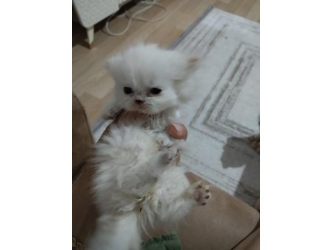 3 adet kedilerim