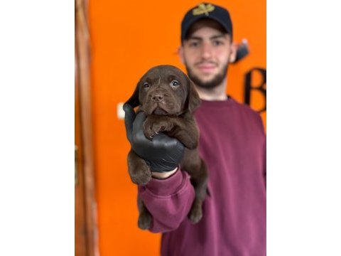 Safkan labrador retriever yavrularımız