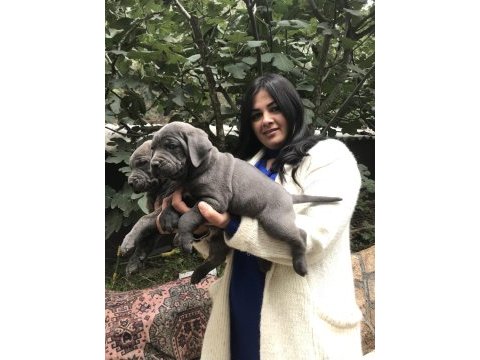 Blue safkan cane corso yavrularım