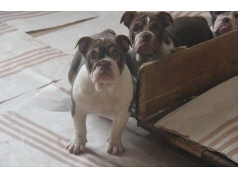 Chocolate english bulldog a kaliteli bebekler
