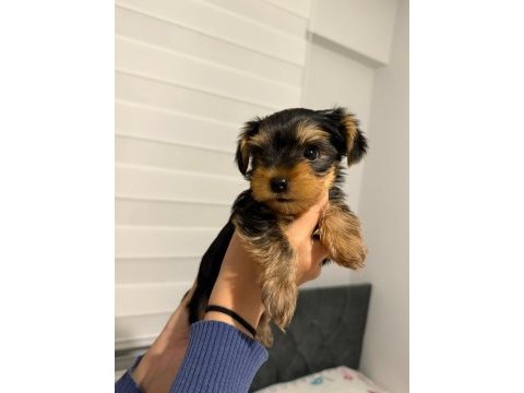 3 aylık yorkshire terrier yavruları