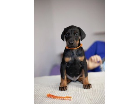 Keskin bakışlı doberman yavrularım