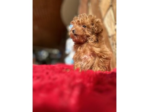 Micro teacup parmak çocuk orijinal maltipoo