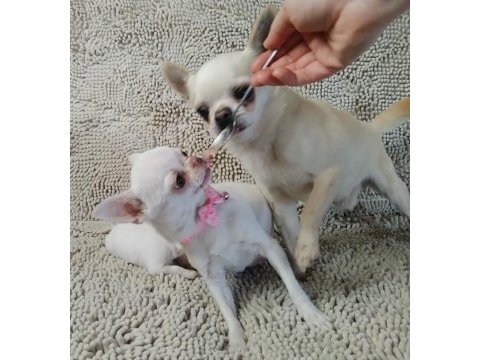 Şivava türkiye şampiyonu babanın yavruları chihuahua