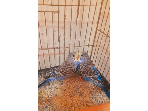 Muhabbet kuşu yavru 2 adet erkek ev üretimi