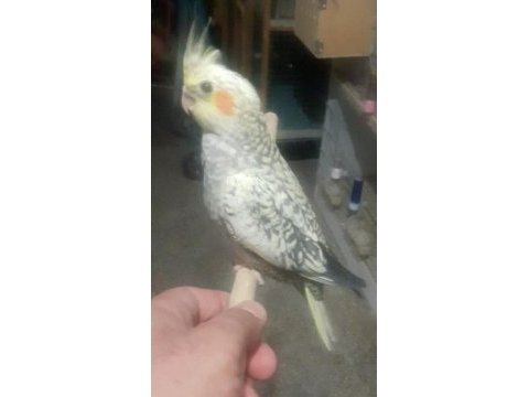 Gayet sağlıklı bebek sultan papağanı yavrular