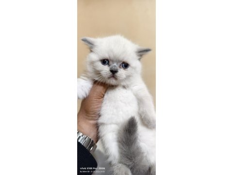 British shorthair kedimiz