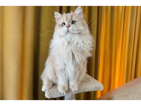 Sevimli british longhair kedimiz paşa