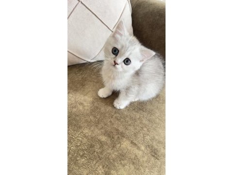 British shorthair prensesimiz yuvasını bekliyor