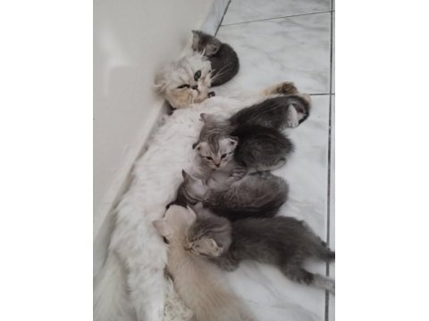 Silver british longhair anne ve siyam babanın yavruları