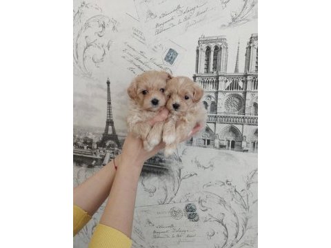 Dizayn ırk sevimli maltipoo yavrular