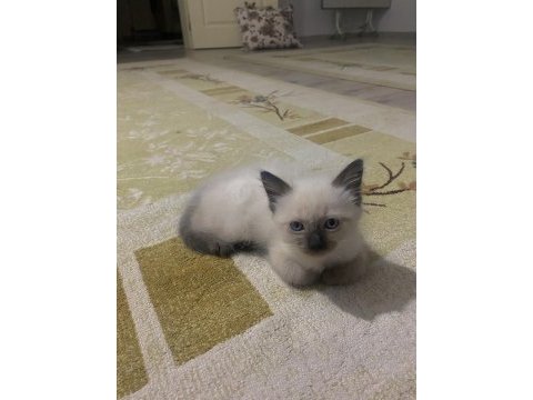 2 aylık siyam kedisi yavru dişi