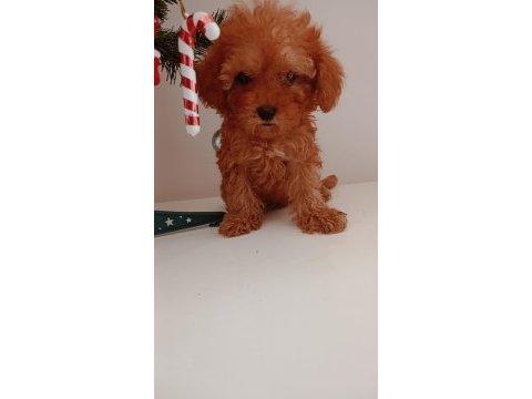 Toy poodle yavrular yeni yuvalarını bekliyor