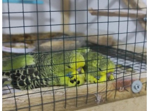 Yavru show jumbo muhabbet kuşu bebekler