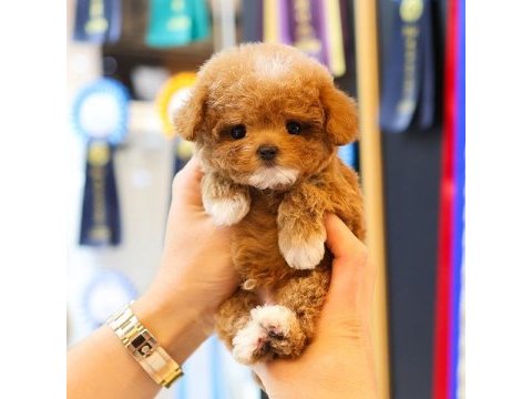 Ozel ve guzel toy poodle bebeklerım