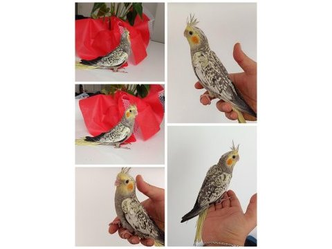 45 günlük ev üretimi renk güzeli perl sultan papağanları