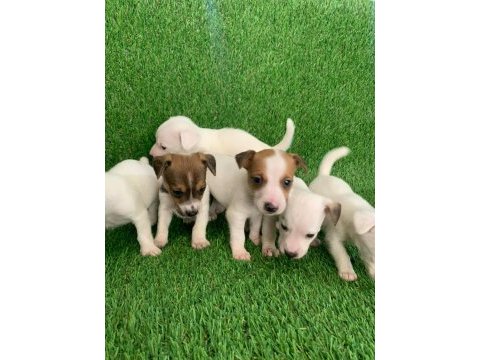 Irk ve sağlık garantili jack russell bebekler