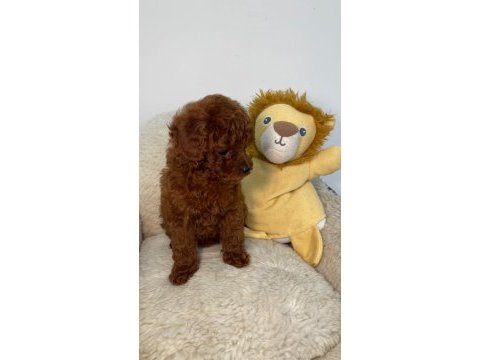 Tiny boy poodle bebekler