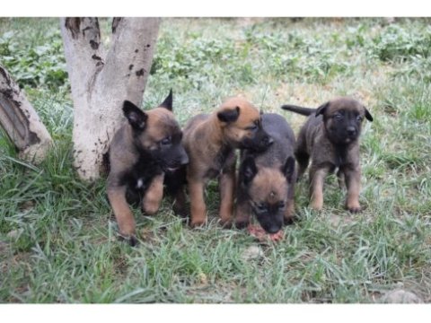 A kalite dişi malinois yavrular