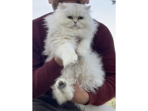 1 ve 2 yaşında safkan british longhair dişi kedilerim