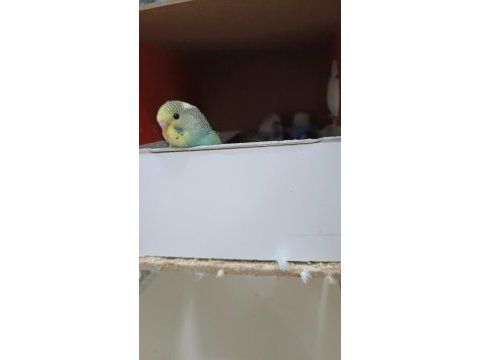 Asil kan hobi üretim muhabbet kuşu
