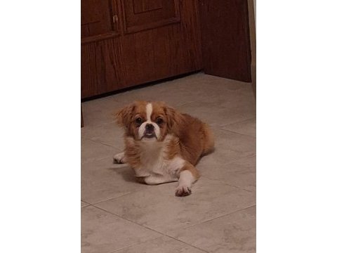 Dişi pekingese